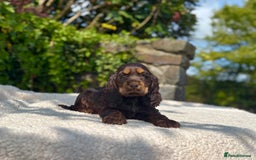 Cocker Spaniel dogs for sale: Black Tan and Chocolate Tan Show Cocker Spaniels  - Image 11