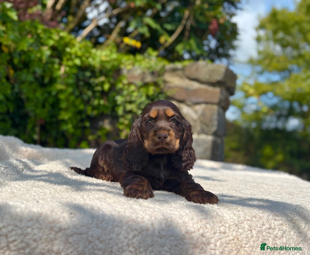 Cocker Spaniel dogs for sale: Black Tan and Chocolate Tan Show Cocker Spaniels  - Image 11
