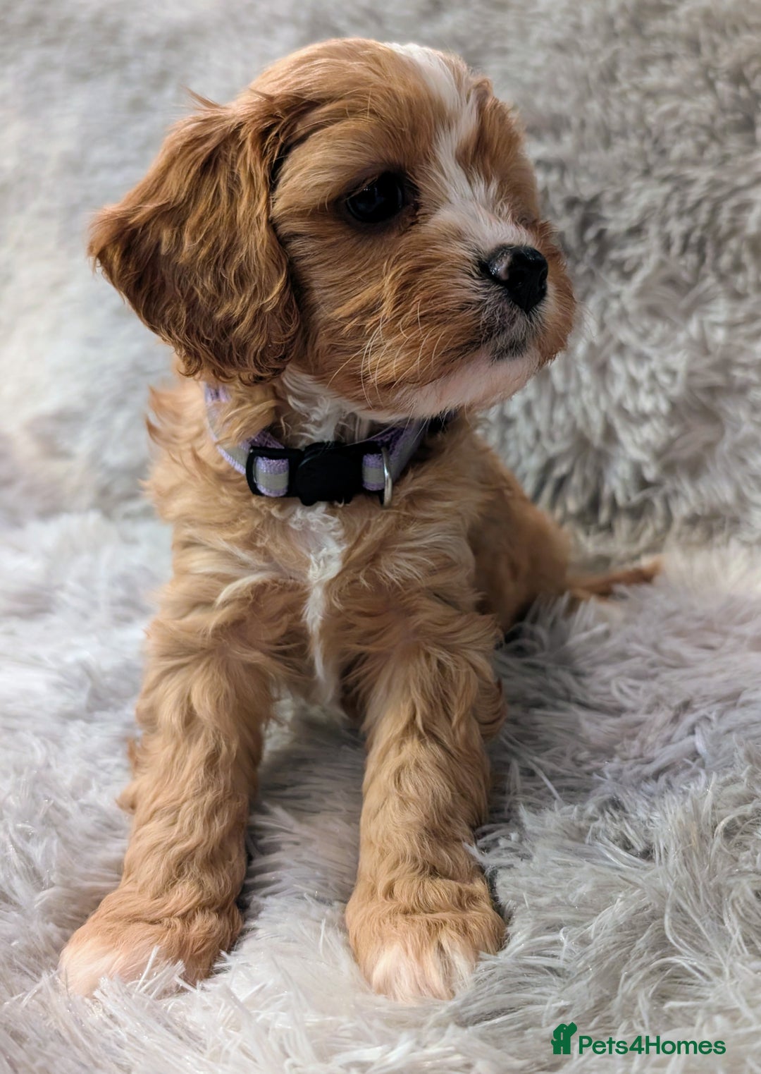 Cavapoo dogs for sale: ❤️F1 CAVAPOO GIRL❤️ HEALTH TESTED PARENTS!🐩 - Advert 5