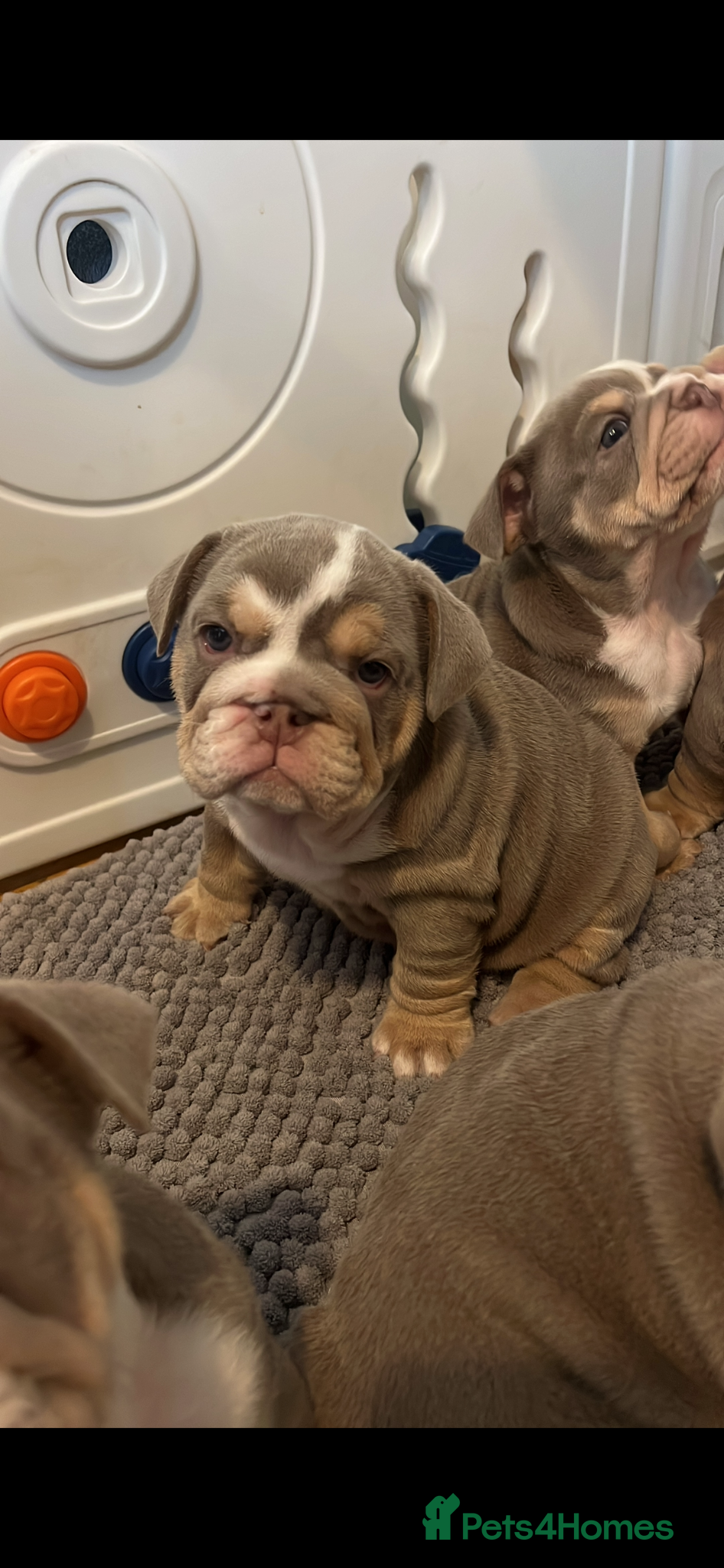 English Bulldog dogs  🐾 ⚡️ HOGWARTS LITTER ⚡️ 🐾  - Advert 6