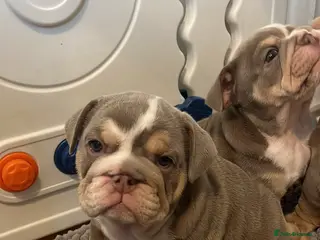 English Bulldog dogs 🐾 ⚡️ HOGWARTS LITTER ⚡️ 🐾 - Advert 6