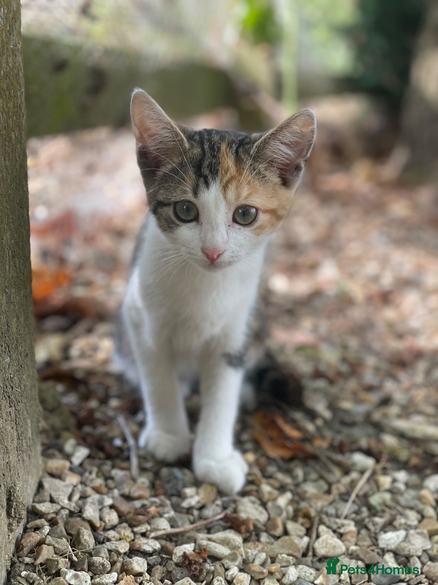 Mixed Breed cats 2 Beautiful baby Kittens left  - Advert 3