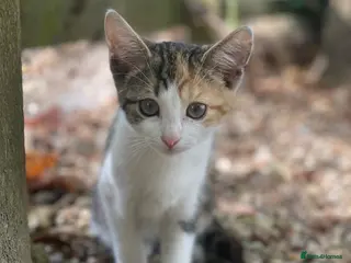 Mixed Breed cats 2 Beautiful baby Kittens left - Advert 3
