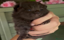 British Shorthair cats for sale: Chocolate BSH Kittens  - Image 9
