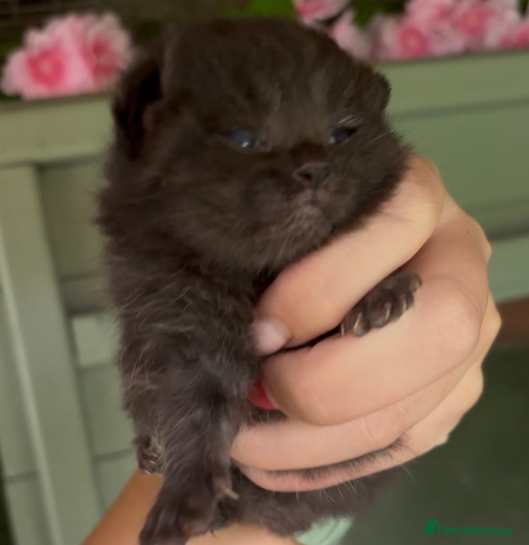 British Shorthair cats for sale: Chocolate BSH Kittens  - Image 9