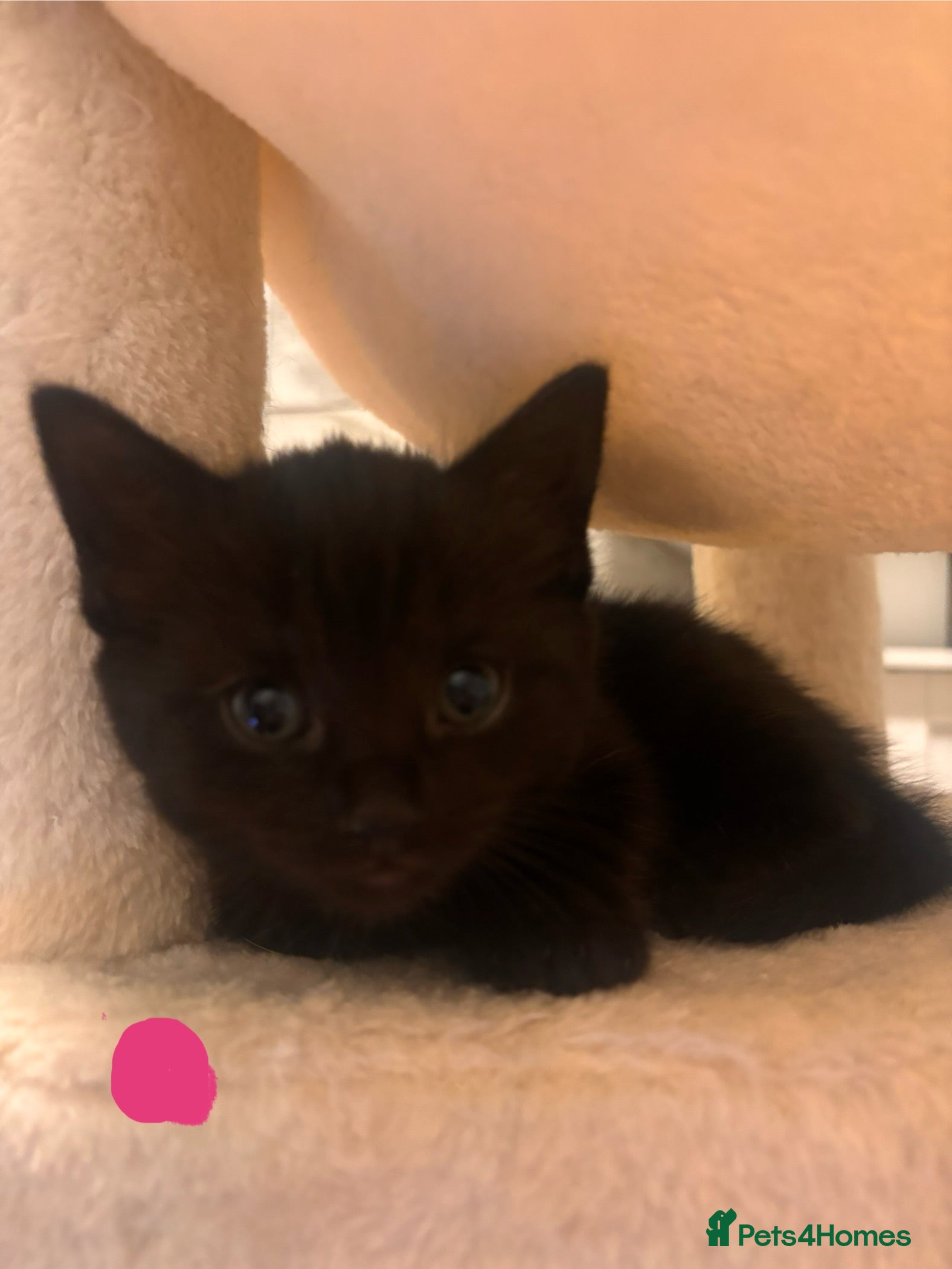 Mixed Breed cats Kittens  - Advert 4