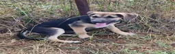 German Shepherd dogs for adoption: Maya – Young German Shepherd x Labrador Cross - Advert 21