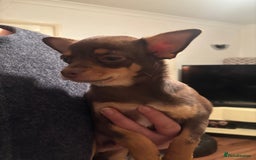 Chihuahua dogs for sale: Chihuahua boys - Advert 3