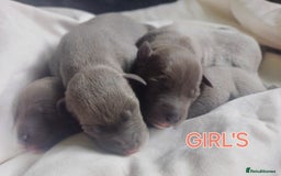 Whippet dogs for sale:  WHIPPET BABY'S (not kc reg) - Image 4