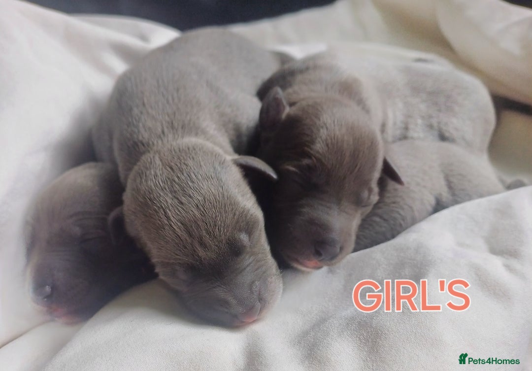 Whippet dogs for sale:  WHIPPET BABY'S (not kc reg) - Image 4