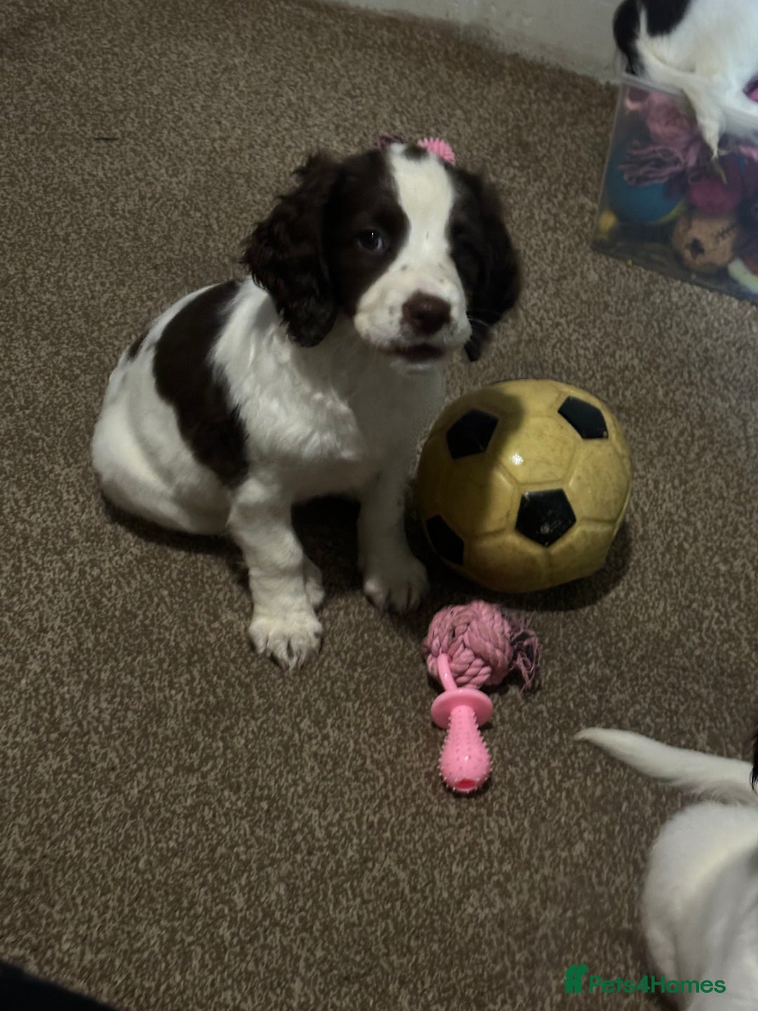 English Springer Spaniel dogs for sale: 7 beautiful springer spaniels - Image 3