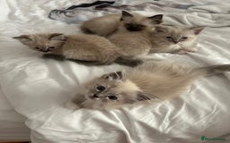 Ragdoll cats for sale: Pedigree Blue & Seal Ragdoll kittens in Oswestry - Image 14