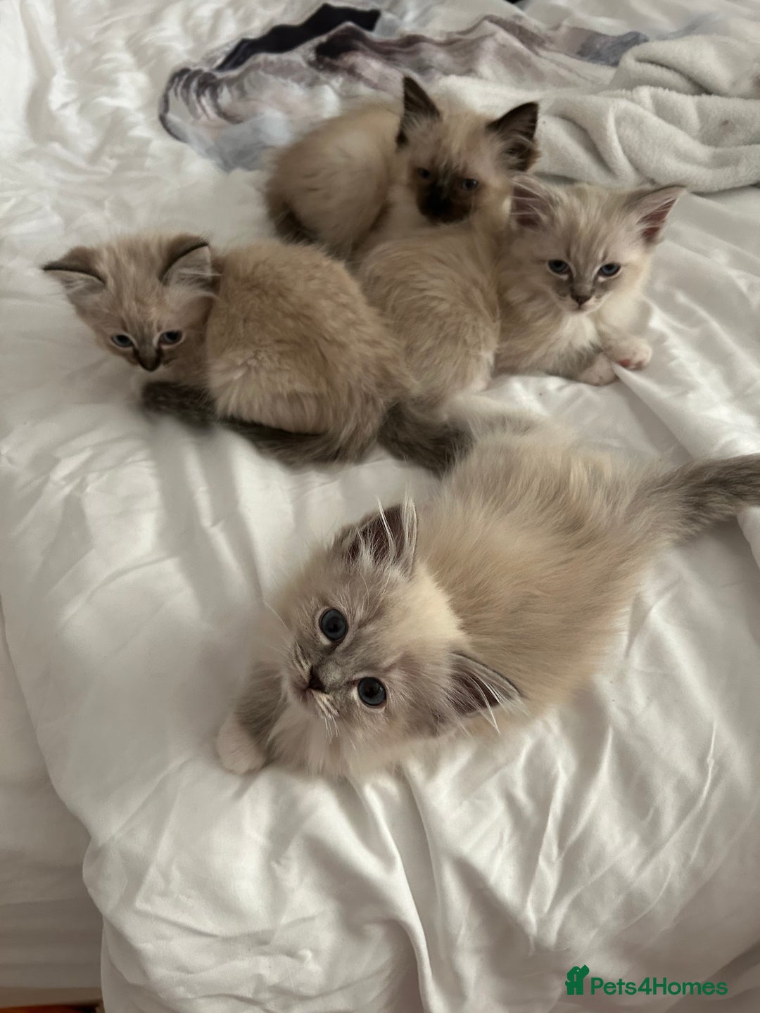 Ragdoll cats for sale: Pedigree Blue & Seal Ragdoll kittens in Oswestry - Image 14