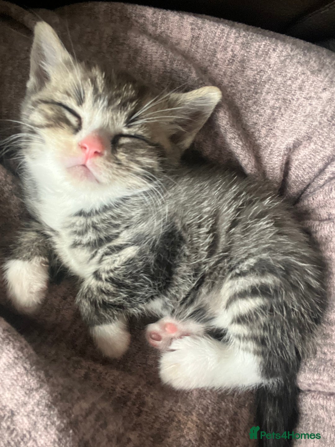 British Shorthair cats for sale: Beautiful British shorthair x - Image 7