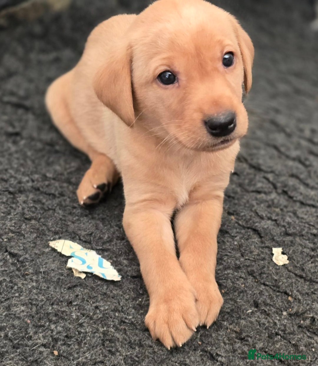 Labrador Retriever dogs for sale: Well bred KC labrador puppies - Advert 3
