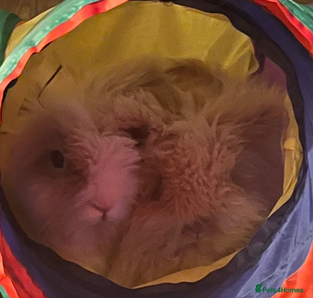 Lionhead rabbits for sale: Two male lion head rabbits and hutch for free in Eastbourne - Advert 2