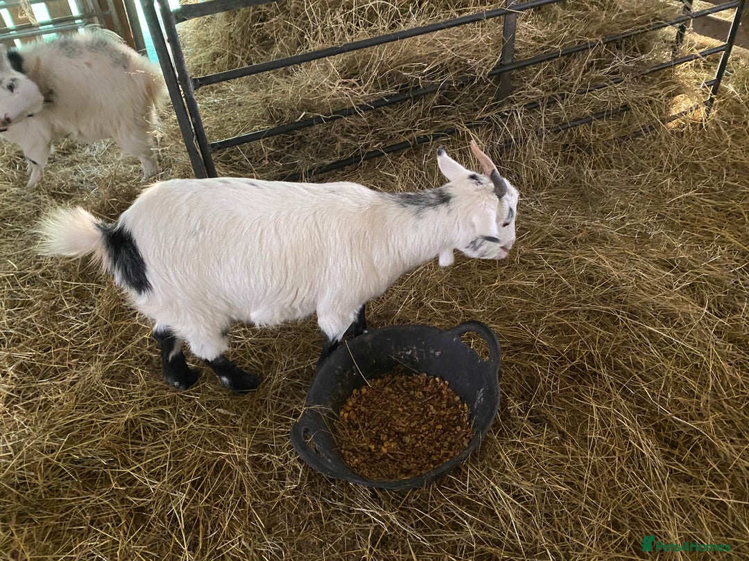 Goats livestock for sale: Flock of Pigmy goats for sale - Advert 17