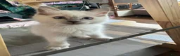 Ragdoll cats for sale: 💜🧡💙GCCF REG RAGDOLL babies see full description - Advert 32