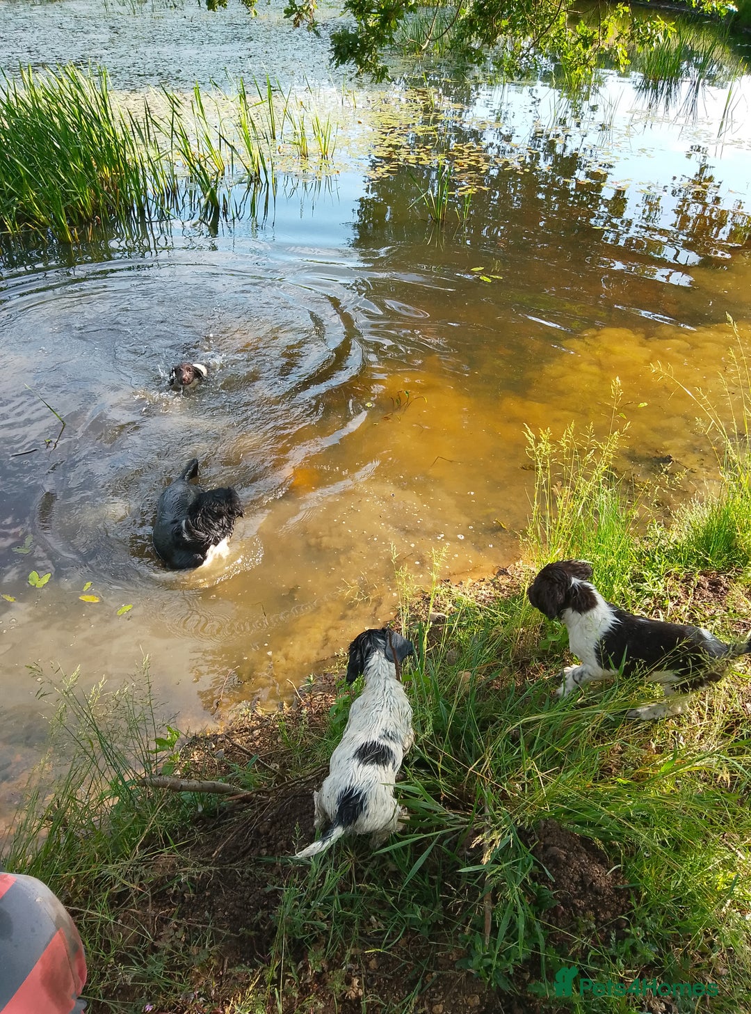 English Springer Spaniel dogs for sale: Working Springer Spaniel puppies in Thetford - Image 3