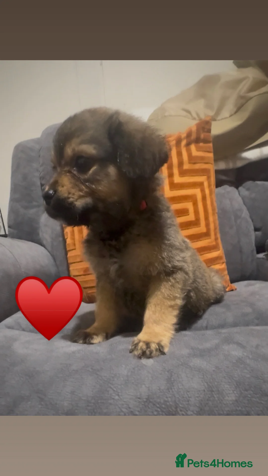 Mixed Breed dogs for sale: Rottweiler cross puppies - Advert 7