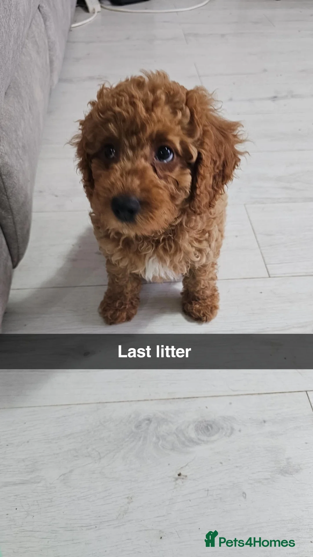 Cavapoo dogs for sale: All reserved!!! - Advert 2