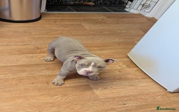 American Bully dogs for sale: Absolutely stunning pocket bully male  - Image 2
