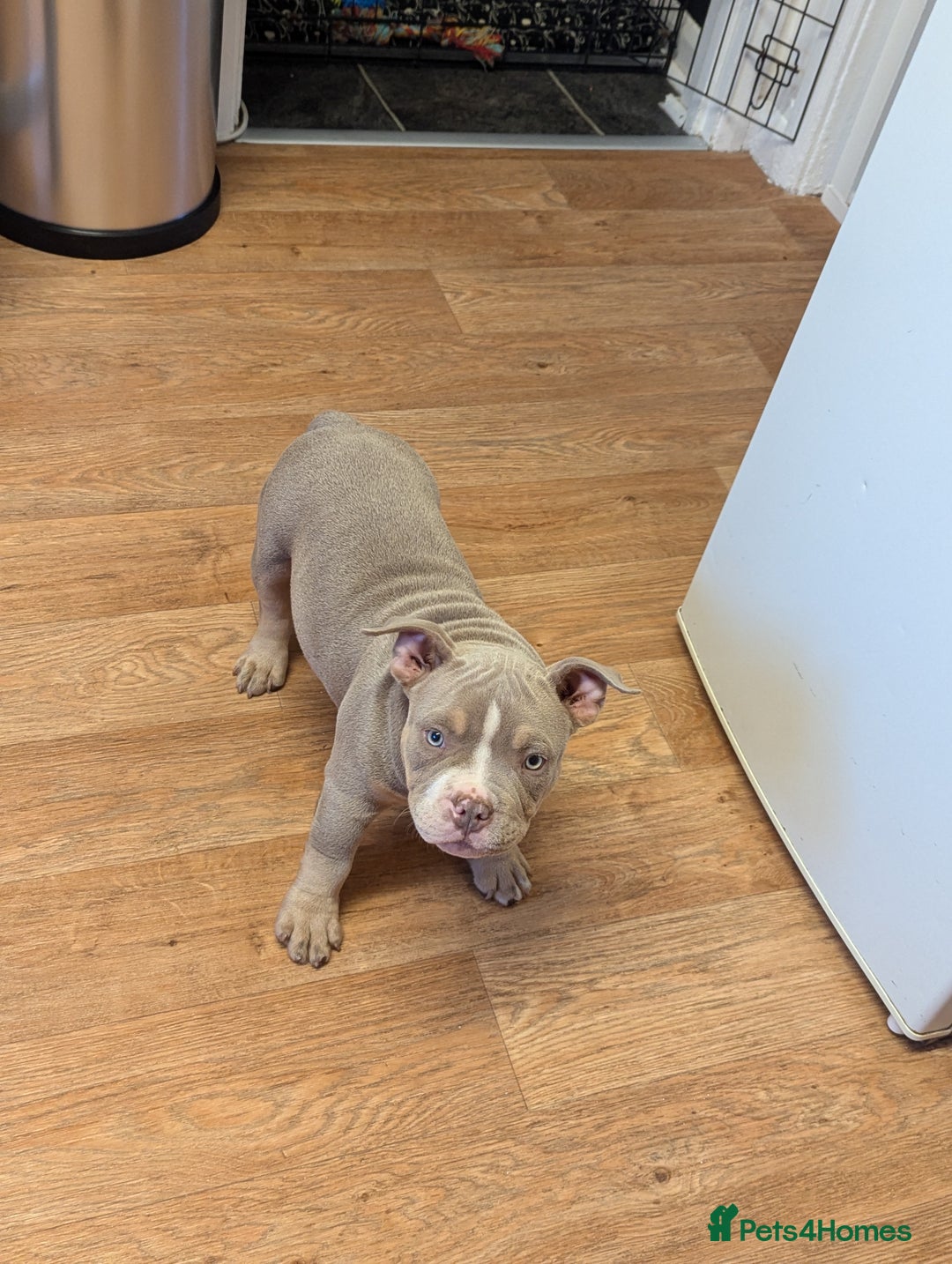 American Bully dogs for sale: Absolutely stunning pocket bully male  - Image 2