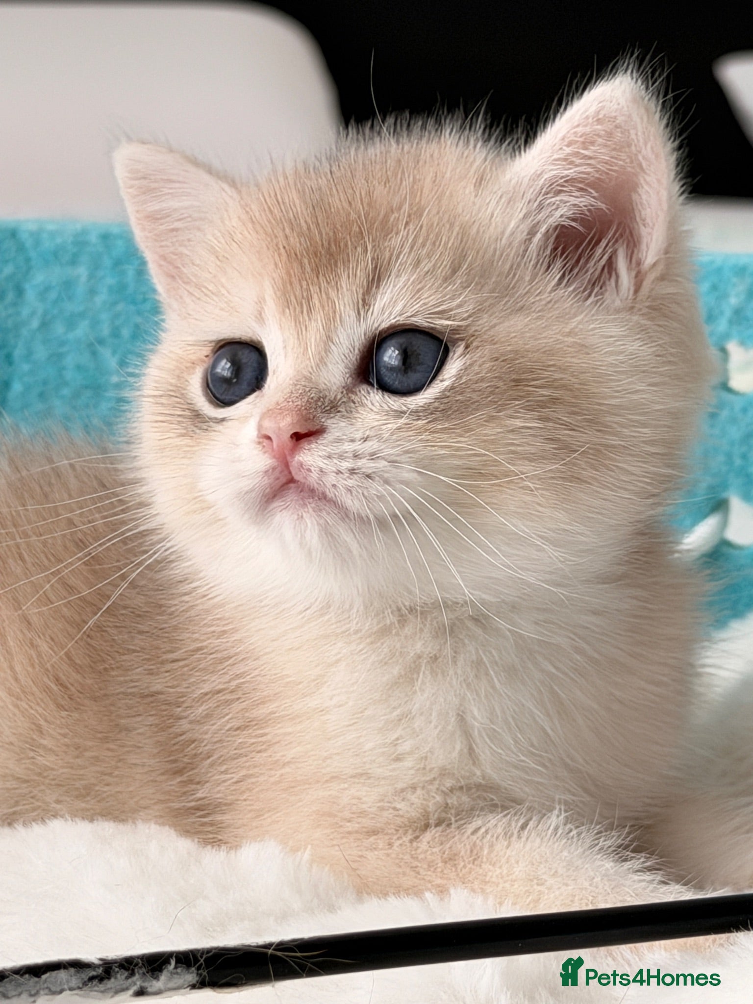 British Shorthair cats BSH Golden kittens Ecx show quality, Tica reg  - Advert 1