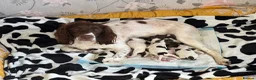 English Springer Spaniel dogs for sale: Beautiful litter of English Springer Spaniels - Advert 1