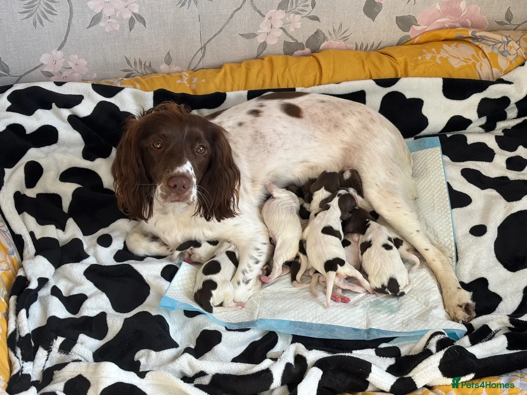 English Springer Spaniel dogs for sale: Beautiful litter of English Springer Spaniels - Advert 1