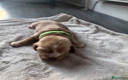 Cocker Spaniel dogs for sale: Stunning KC show cocker spaniels  - Image 11