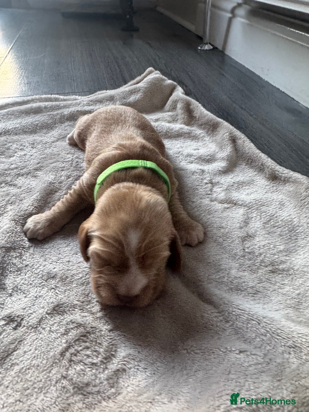 Cocker Spaniel dogs for sale: Stunning KC show cocker spaniels  - Image 11