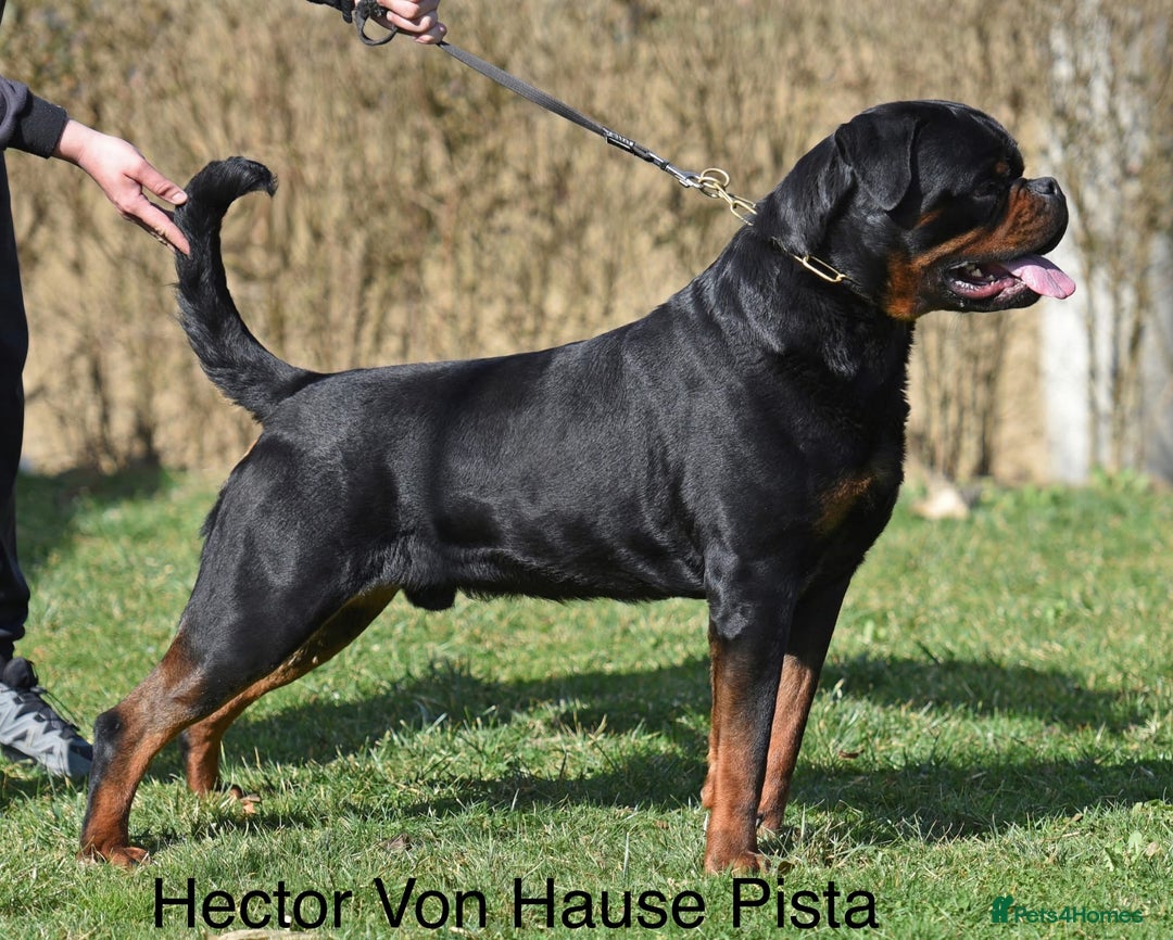 Rottweiler dogs for sale: Rottweiler Puppies  - Advert 2