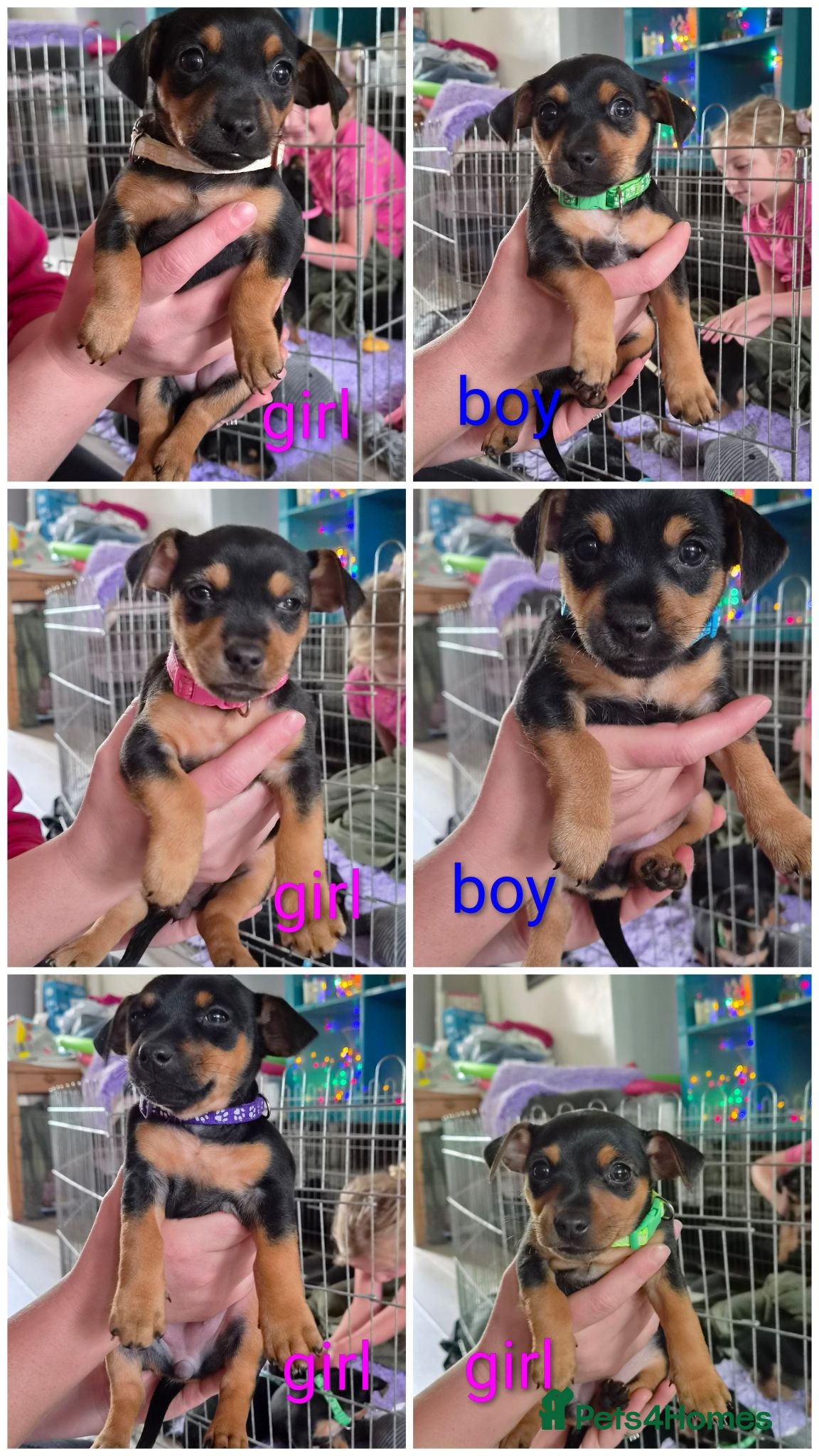 Mixed Breed dogs Jackpins - Advert 2