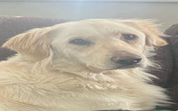 Golden Retriever dogs for sale: Golden Retriever Puppies - Image 4