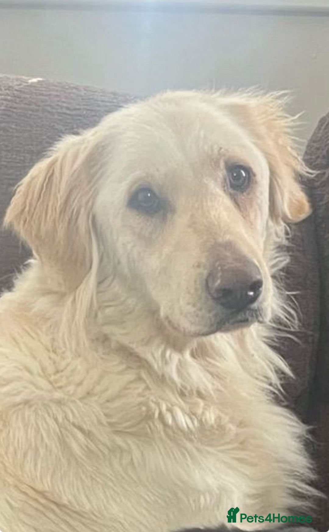 Golden Retriever dogs for sale: Golden Retriever Puppies - Image 4