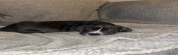 Cane Corso dogs for sale: 4 Pure Cane Corso Puppies Available Now  - Advert 5