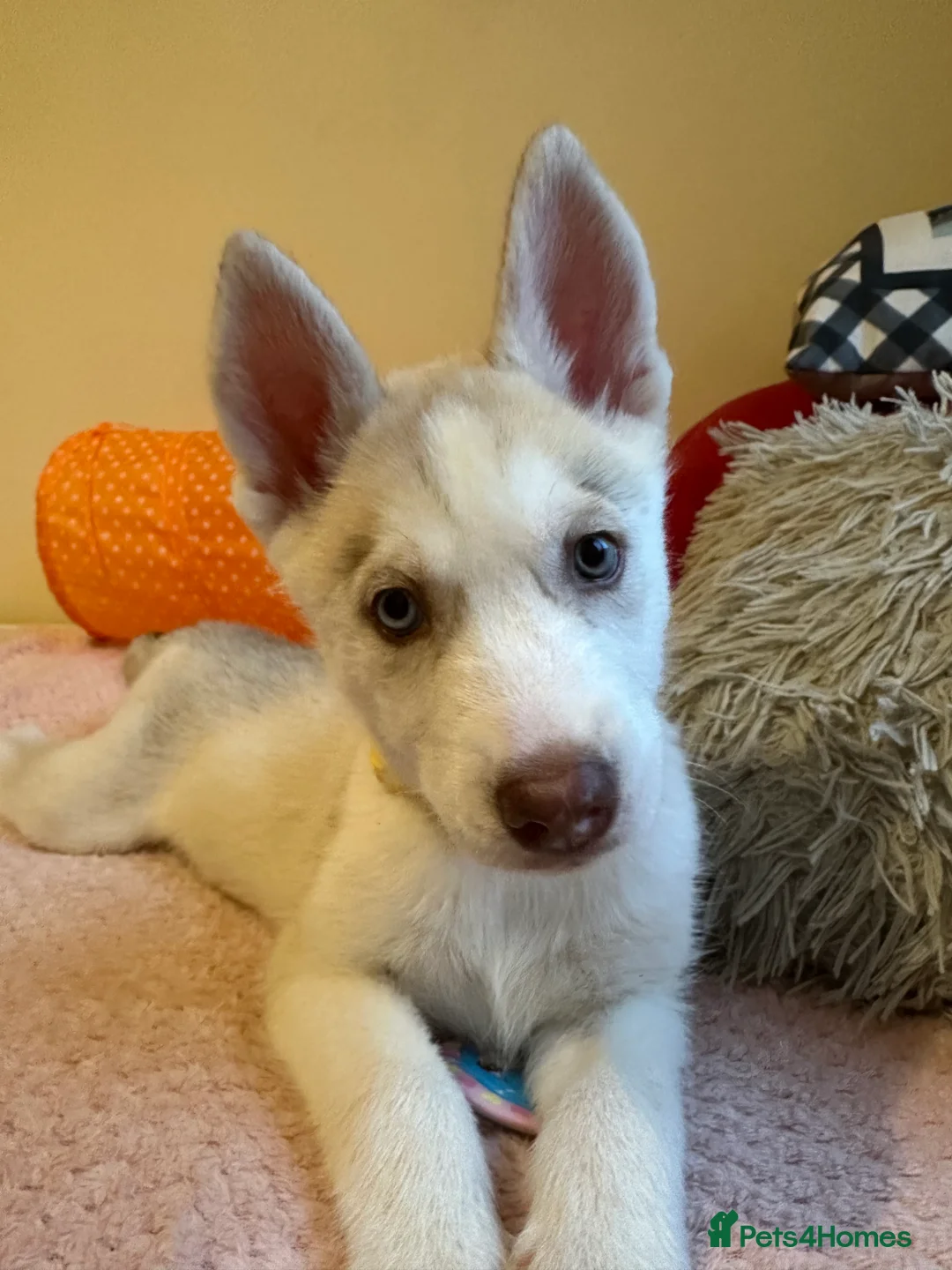 Siberian Husky dogs for sale: ✨ Siberian Huskies puppies ✨ - Advert 20