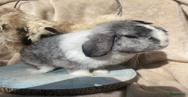 Mini Lop rabbits - Advert 5
