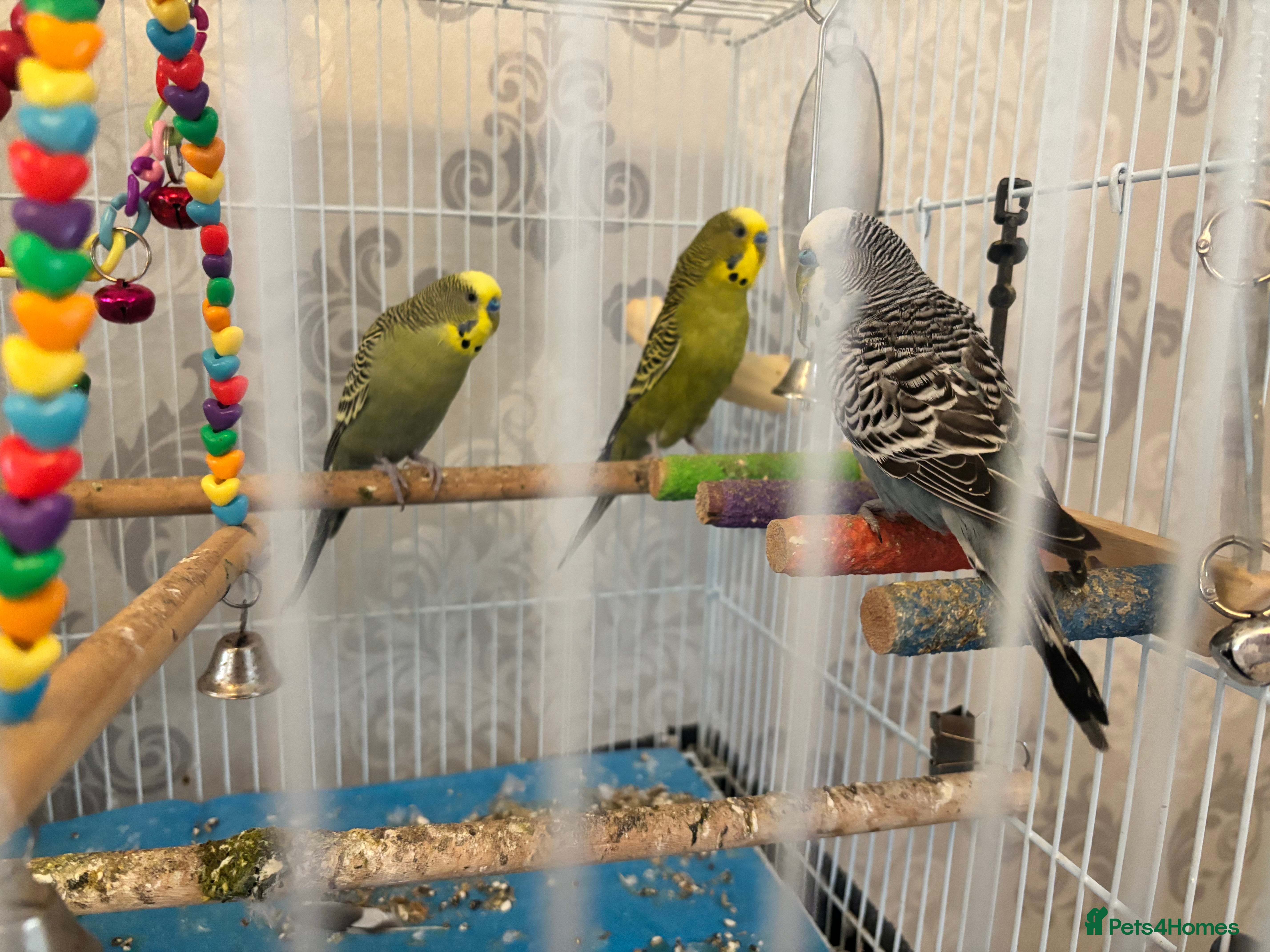 Budgerigars birds 3 Budgies for Rehoming  - Advert 4