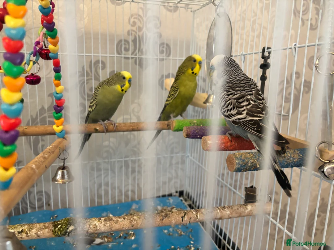 Budgerigars birds for sale: 3 Budgies for Rehoming  - Advert 1