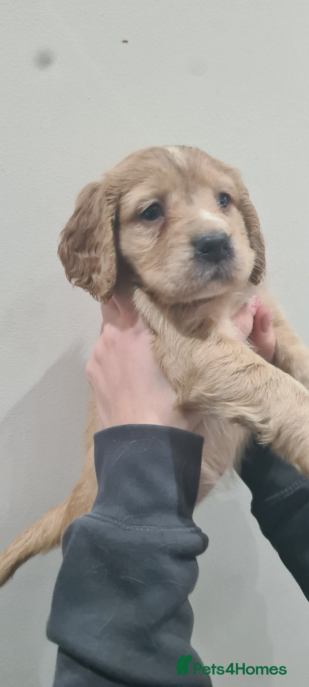 Cocker Spaniel dogs for sale: Beautiful KC Cocker Spaniel Puppies for sale  - Advert 17