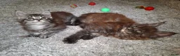 Maine Coon cats for sale: Pure Tica active Main Coon kittens - Advert 6