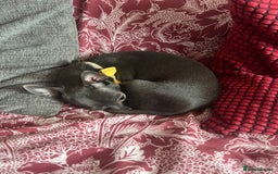 Poodle dogs for sale: Very tiny blue chihuahua 1 year old  in Bradford - Image 8