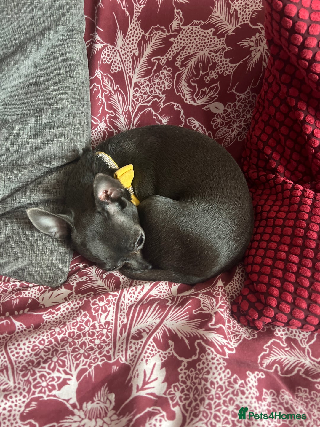 Poodle dogs for sale: Very tiny blue chihuahua 1 year old  in Bradford - Image 8