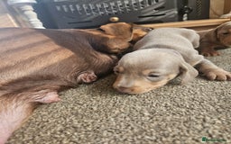 Miniature Dachshund dogs for sale: Miniature Dachshunds For Sale - Image 11