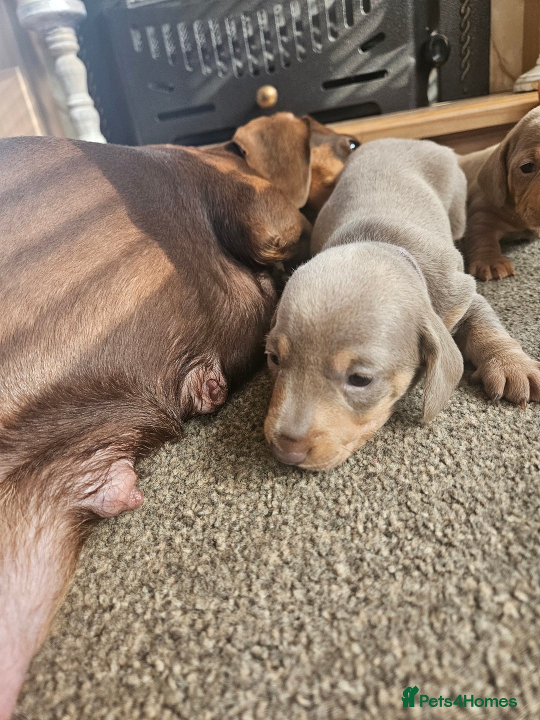 Miniature Dachshund dogs for sale: Miniature Dachshunds For Sale - Image 11
