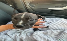 Mixed Breed dogs for sale: Cane corso x staff puppies - Image 6