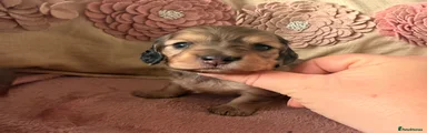 Miniature Dachshund 4