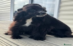 Cocker Spaniel dogs for sale: cocker spaniel two boy puppy’s left - Image 7